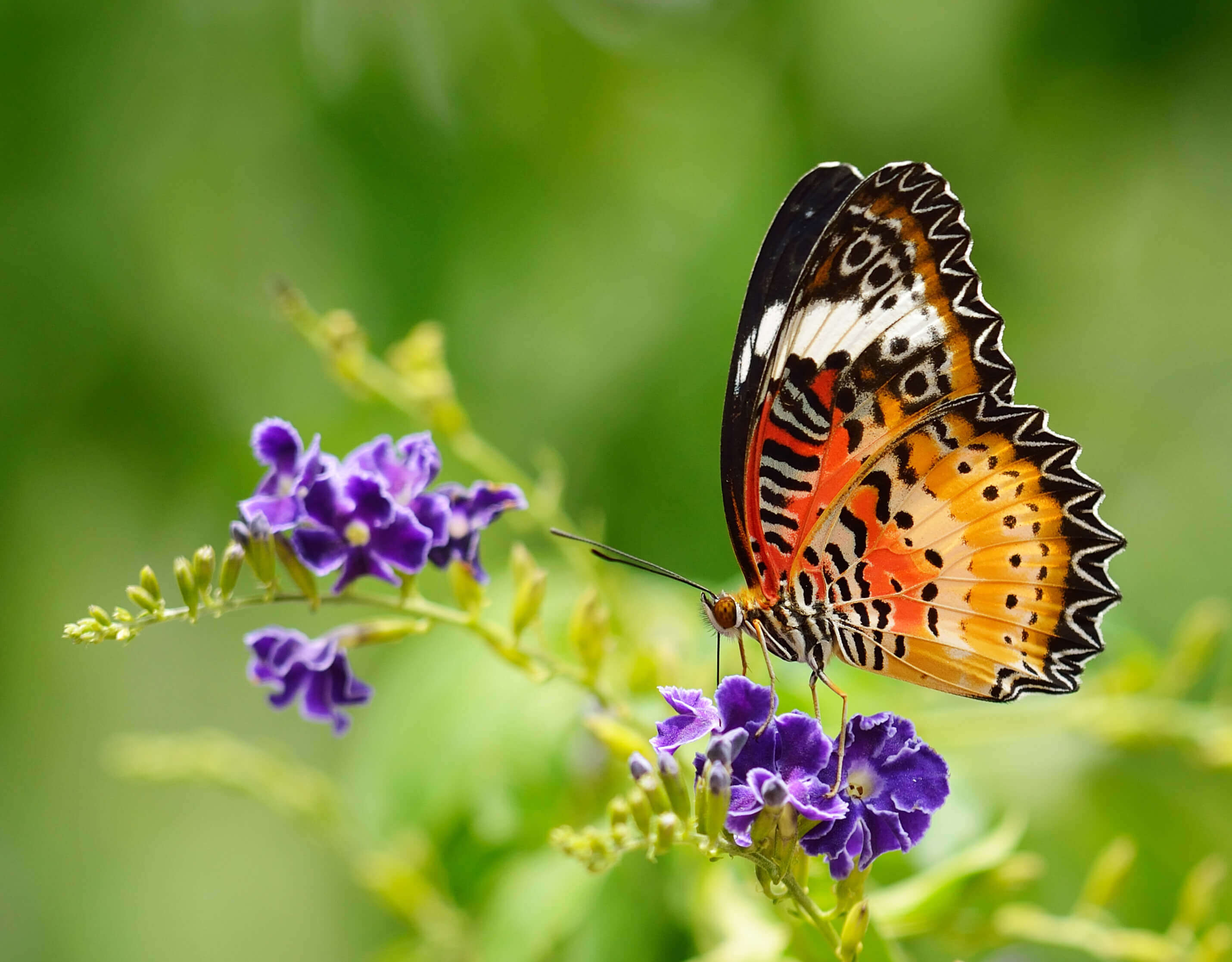 butterfly-spirit-animal